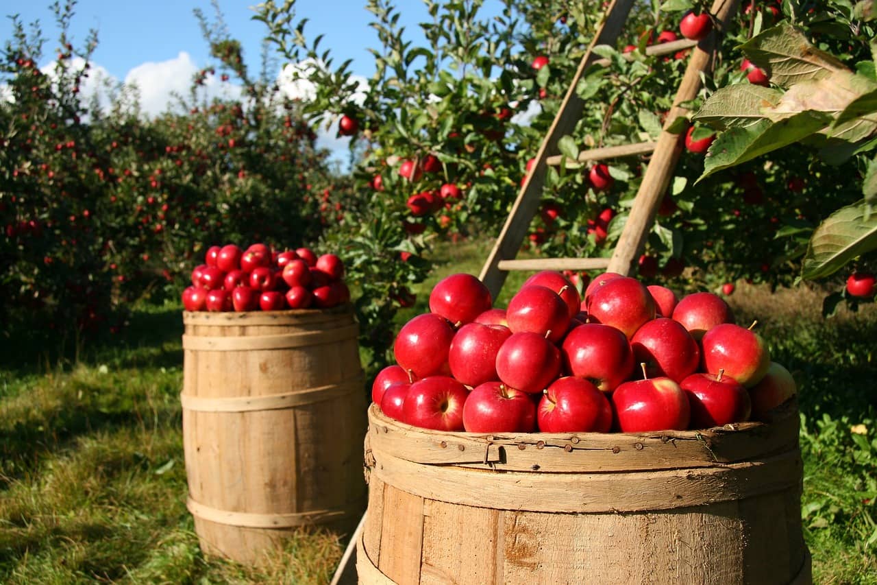 apples orchard