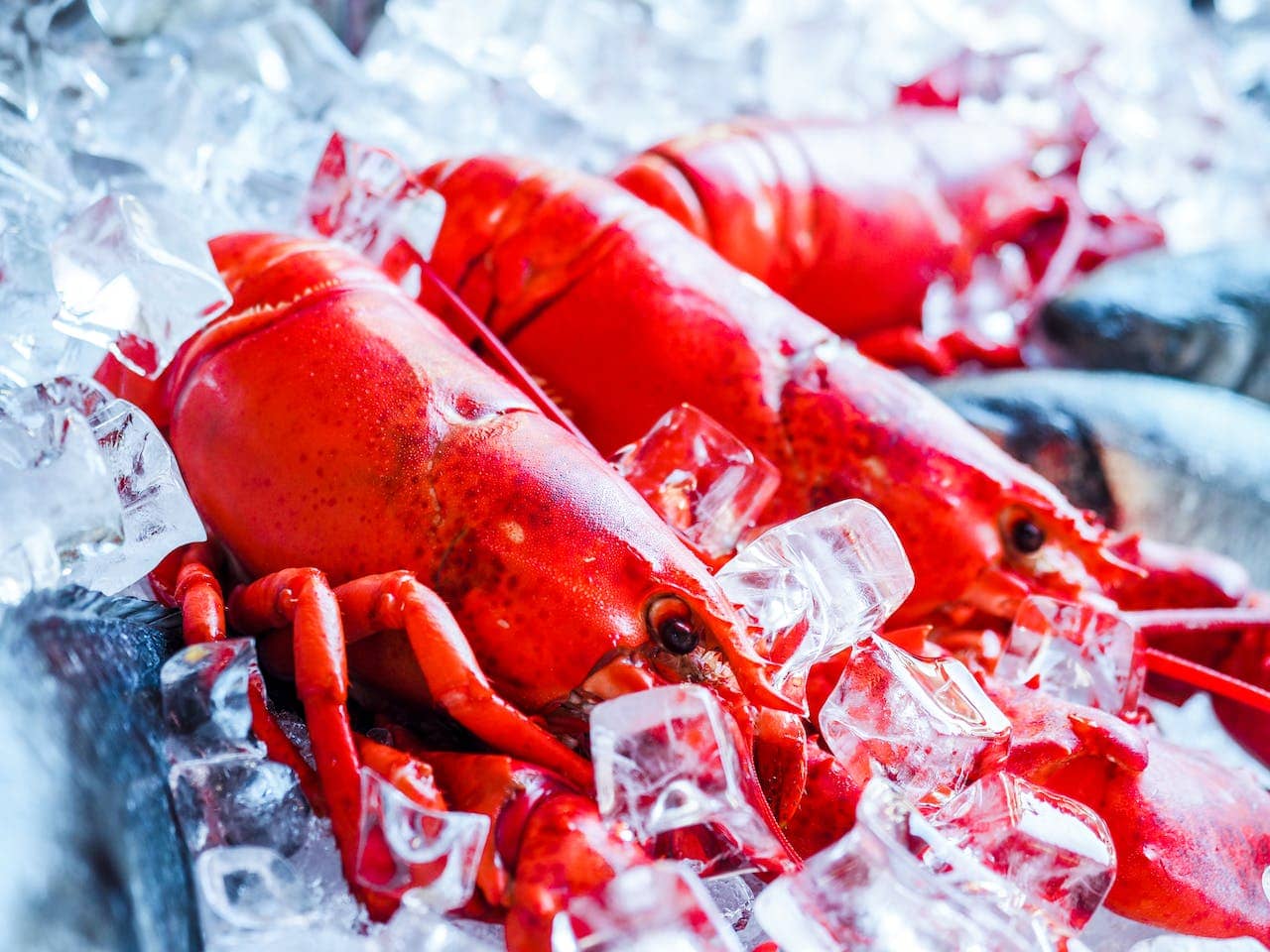 lobsters with ice