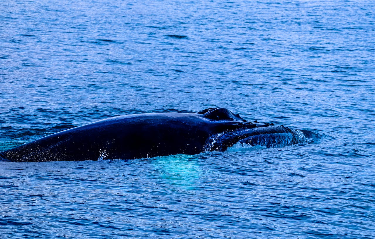 whale in water